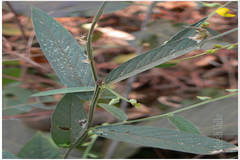 Crotalaria leptostachya